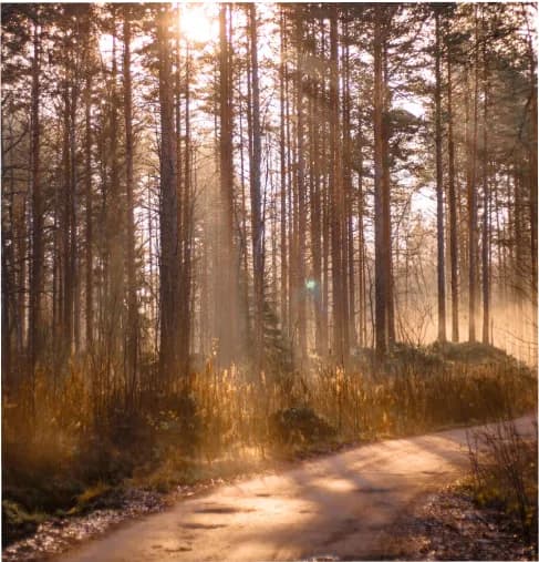 Portrait Photography